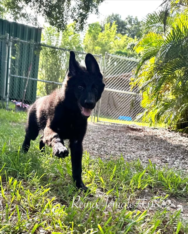 German Shepherd Dog Puppies media 4