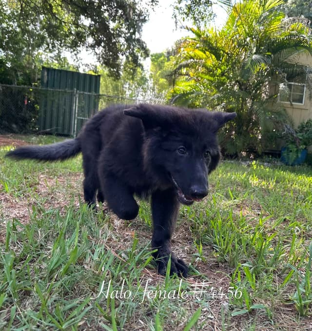 German Shepherd Dog Puppies media 2