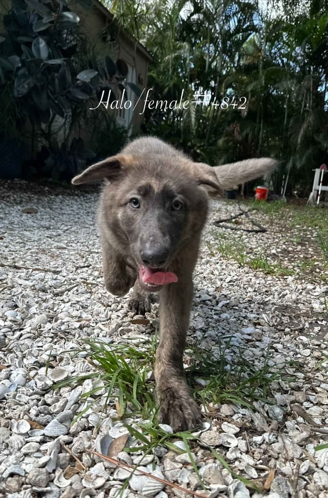 German Shepherd Dog Puppies media 3