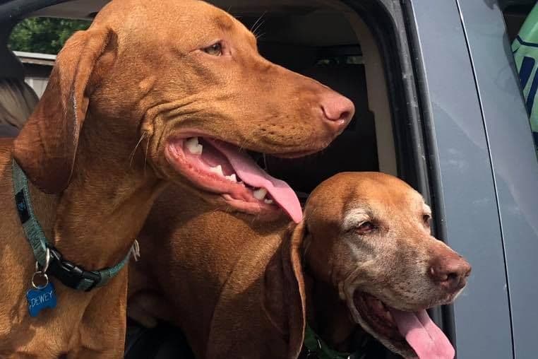 Vizsla Puppies breeder image 3