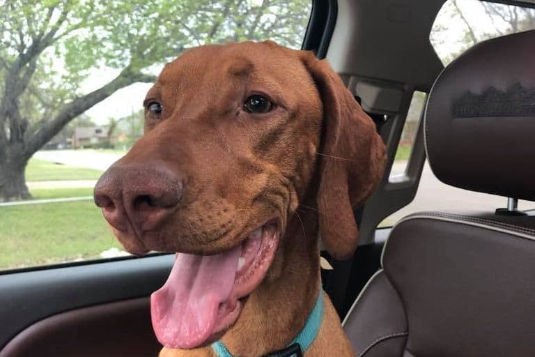 Vizsla Puppies breeder image 4