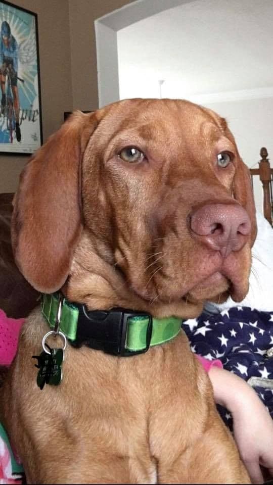 Vizsla Puppies breeder image 6