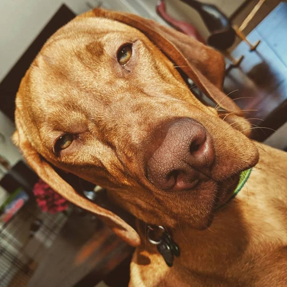 Vizsla Puppies breeder image 1