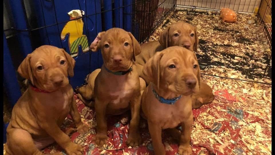 Vizsla Puppies breeder image 5