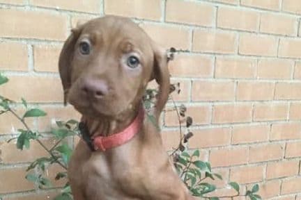 Vizsla Puppies breeder image 7