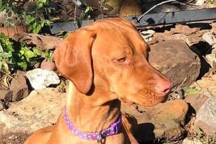 Vizsla Puppies breeder image 8