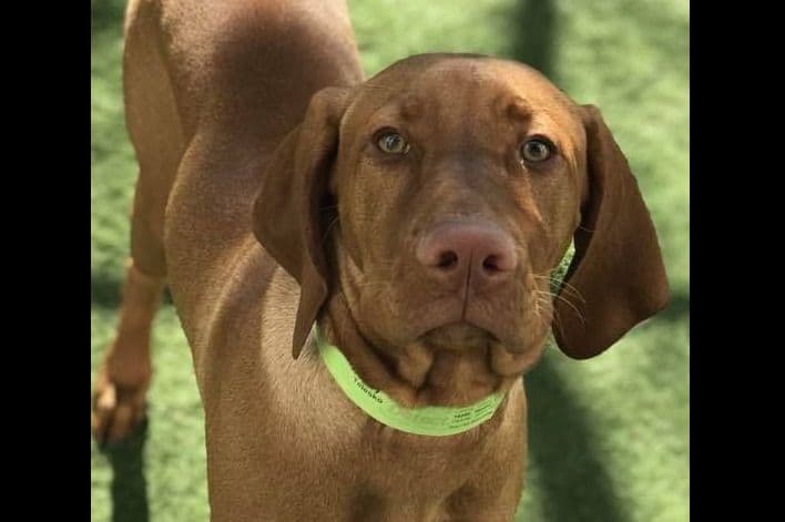 Vizsla Puppies breeder image 9