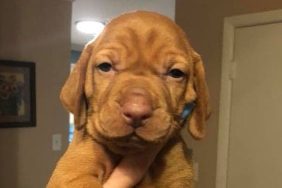 Vizsla Puppies breeder image 10
