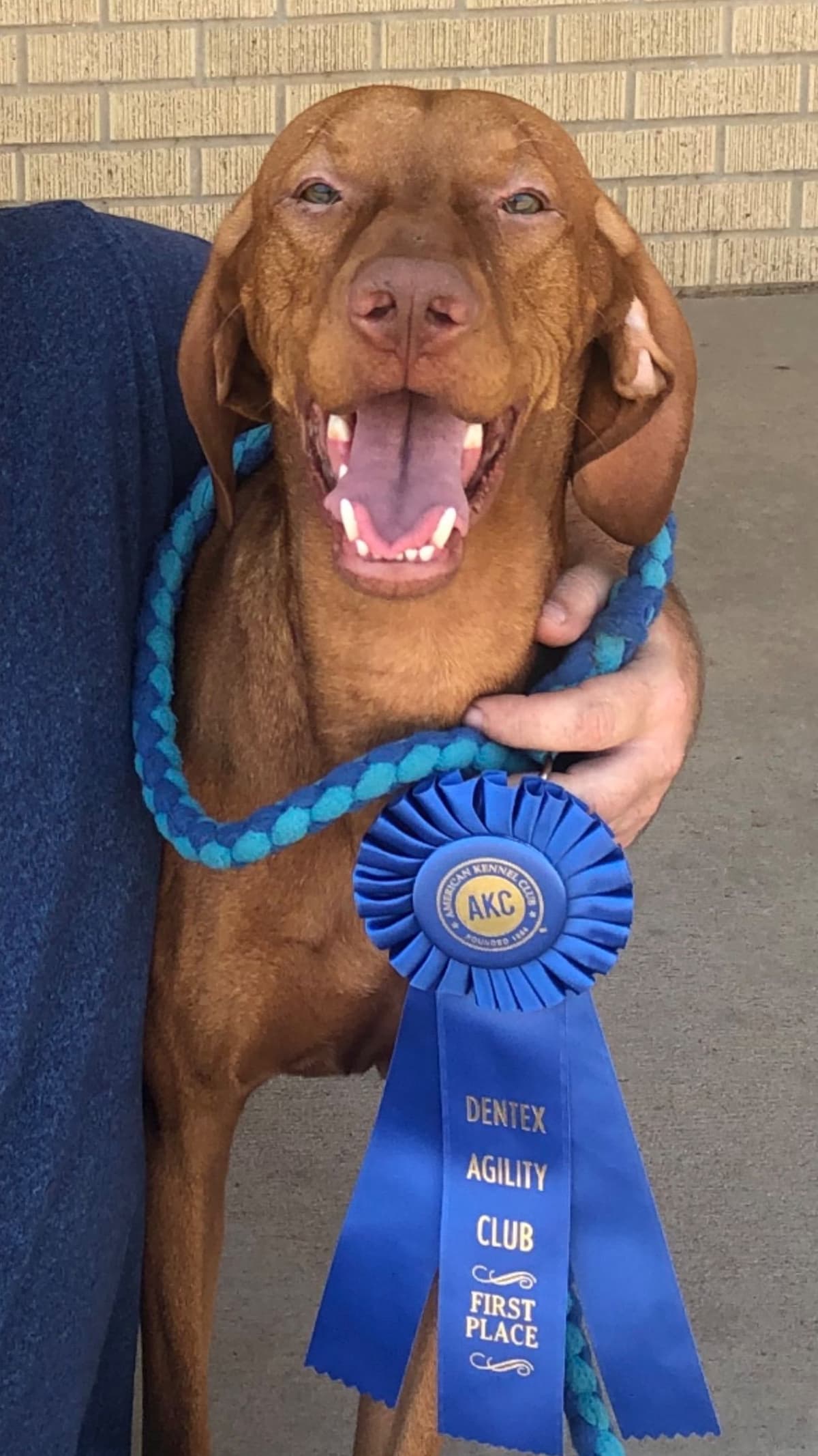 Vizsla Puppies breeder image 11