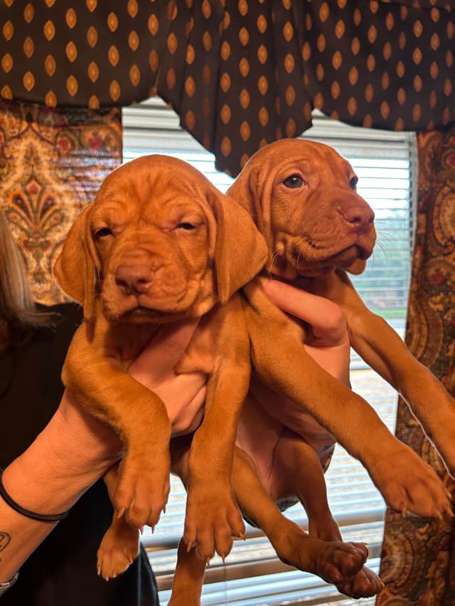 Vizsla Puppies media 2