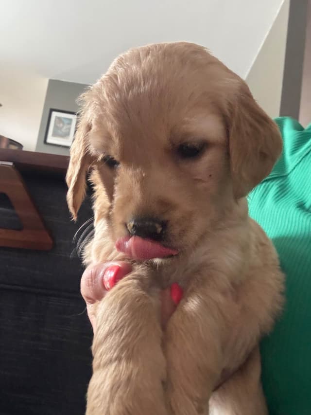 Golden Retriever Puppies media 3