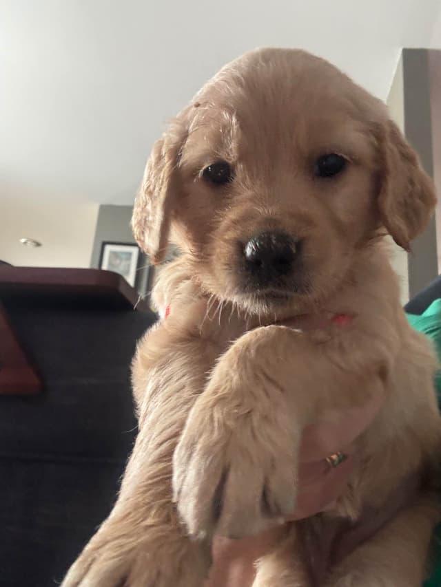 Golden Retriever Puppies media 4