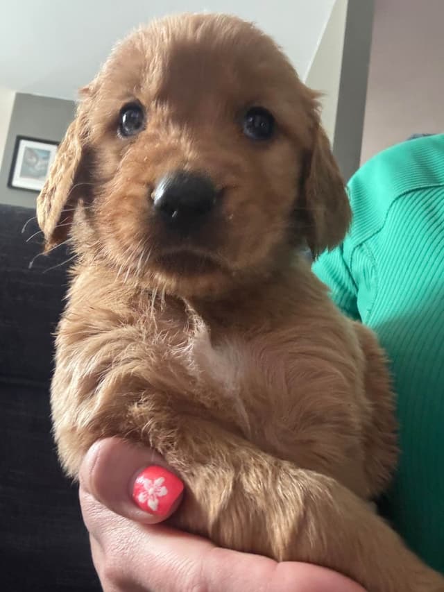 Golden Retriever Puppies media 5