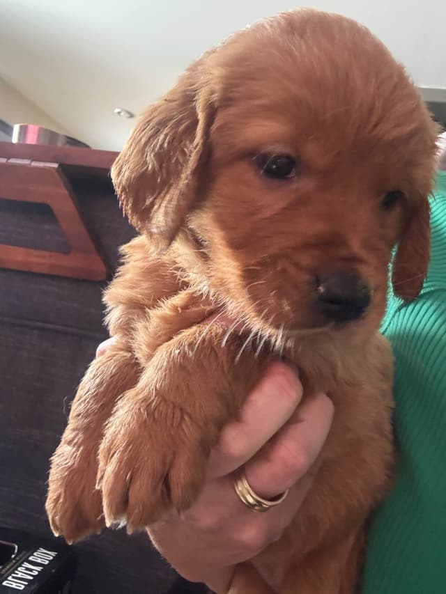 Golden Retriever Puppies media 6
