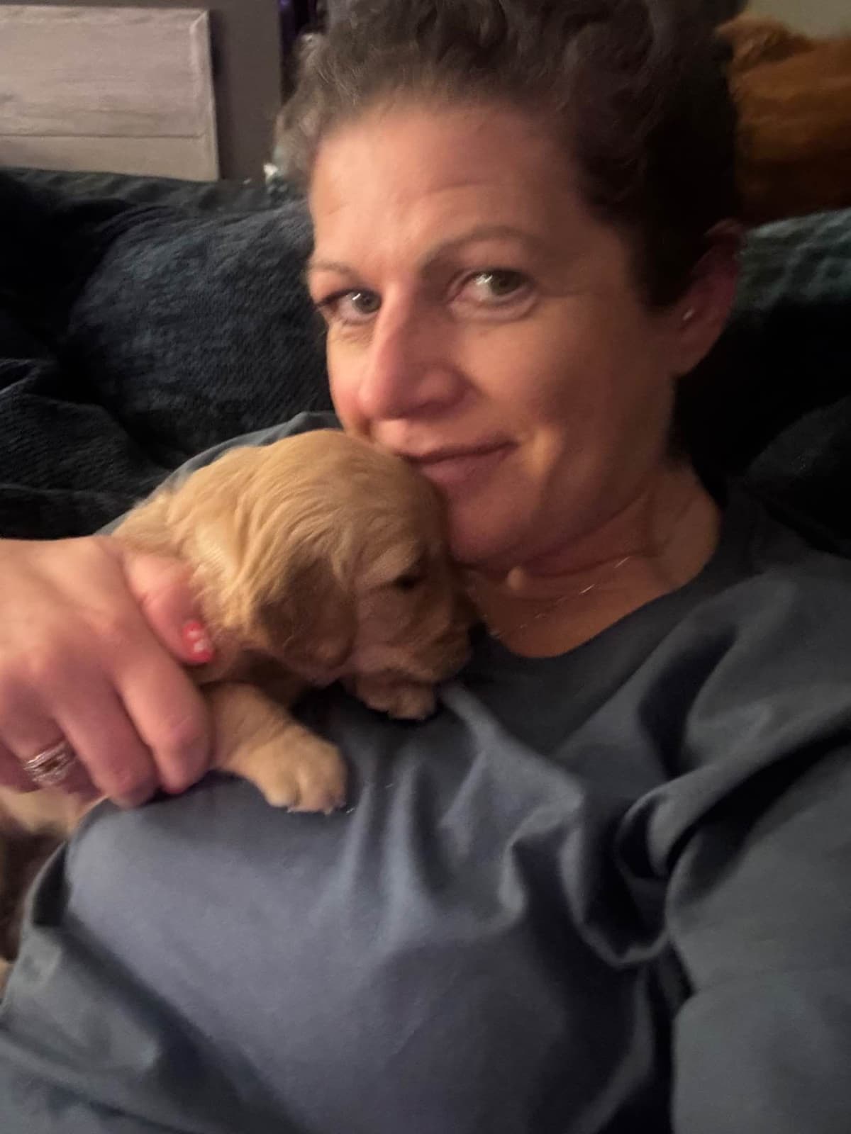 Golden Retriever Puppies breeder image 1