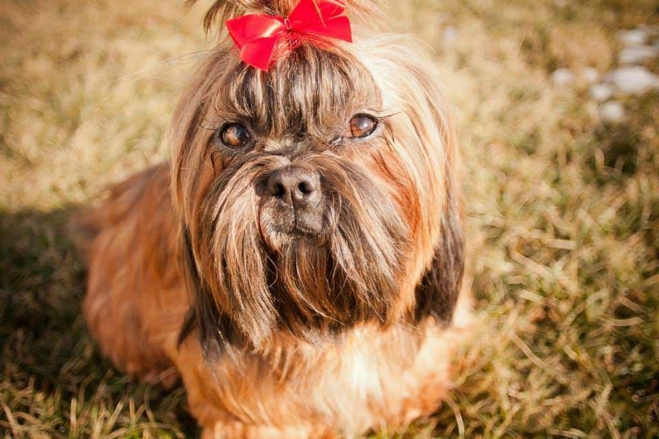 Homestead Raised Shih Tzu Puppies breeder image 1