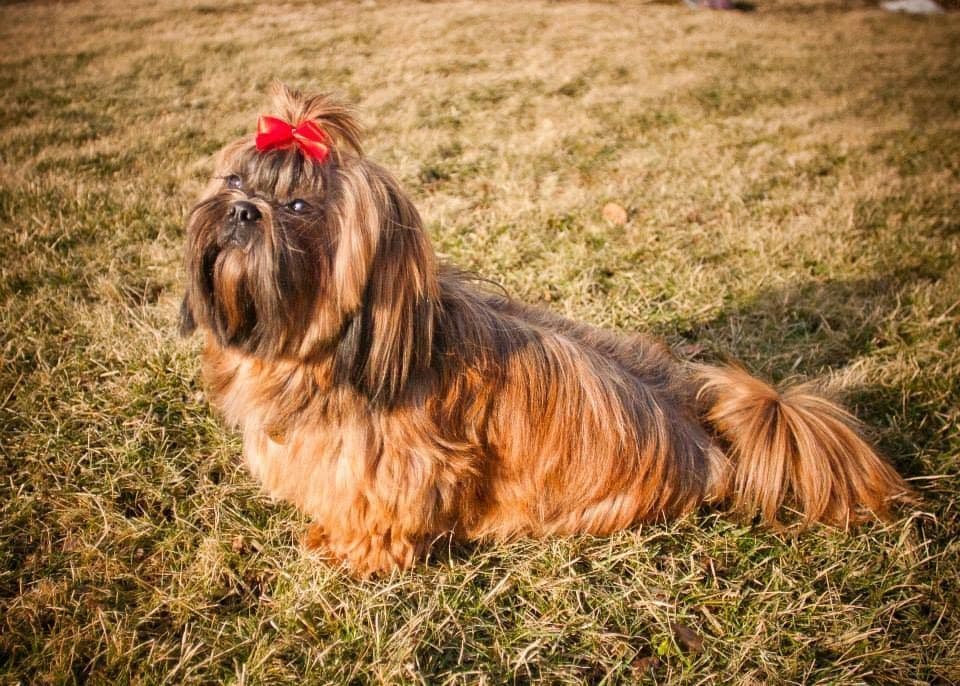 Homestead Raised Shih Tzu Puppies breeder image 3