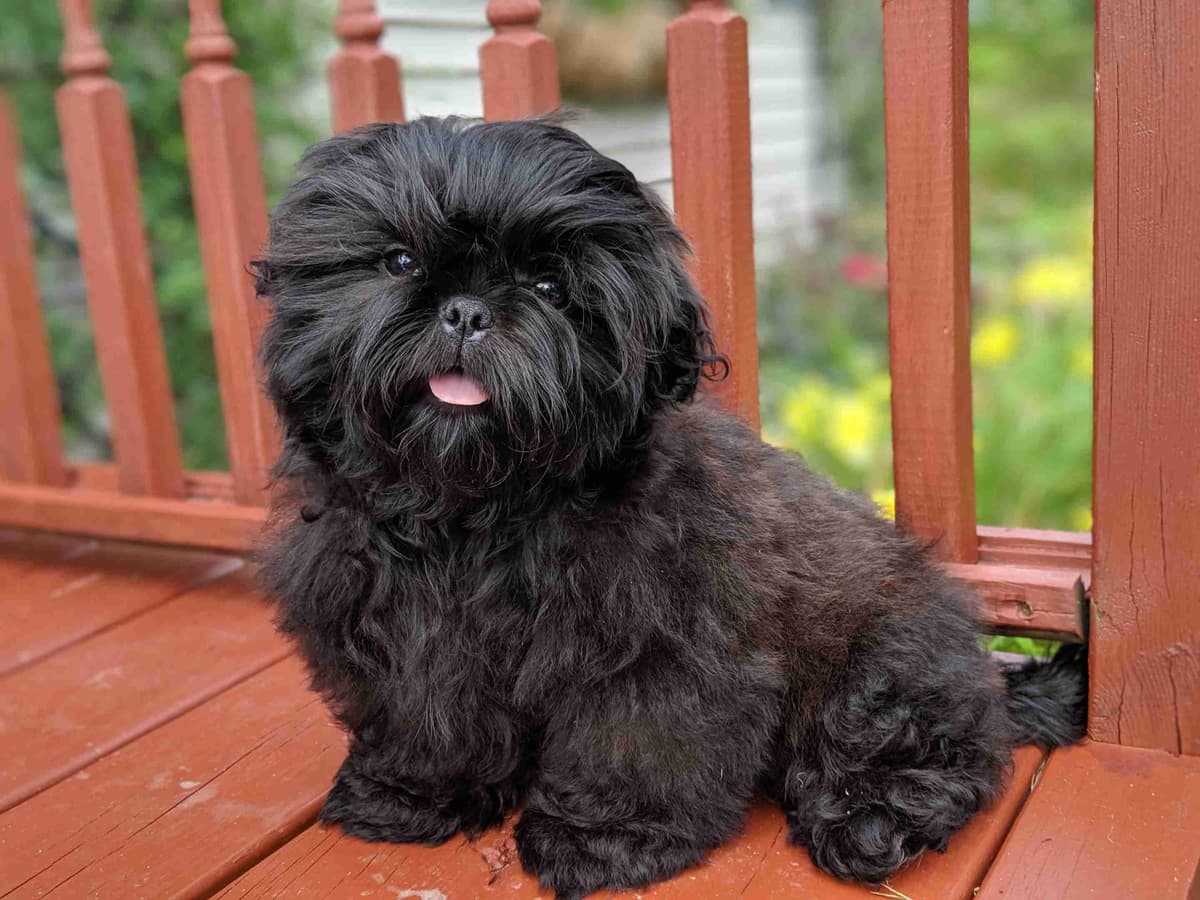 Homestead Raised Shih Tzu Puppies breeder image 4