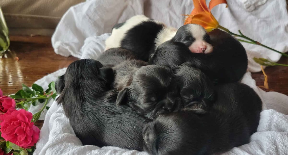 Homestead Raised Shih Tzu Puppies breeder image 5