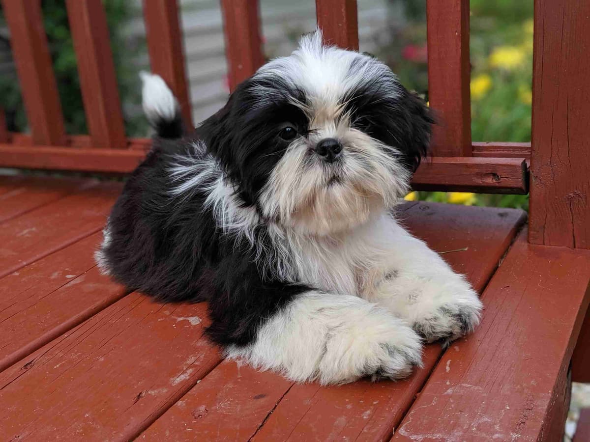 Homestead Raised Shih Tzu Puppies breeder image 6