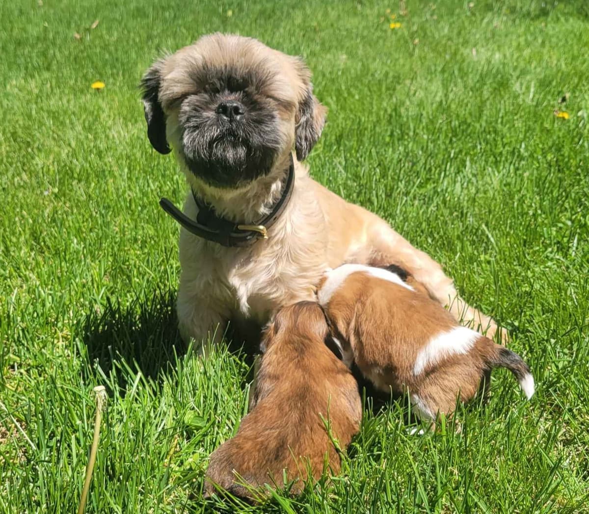 Homestead Raised Shih Tzu Puppies breeder image 7