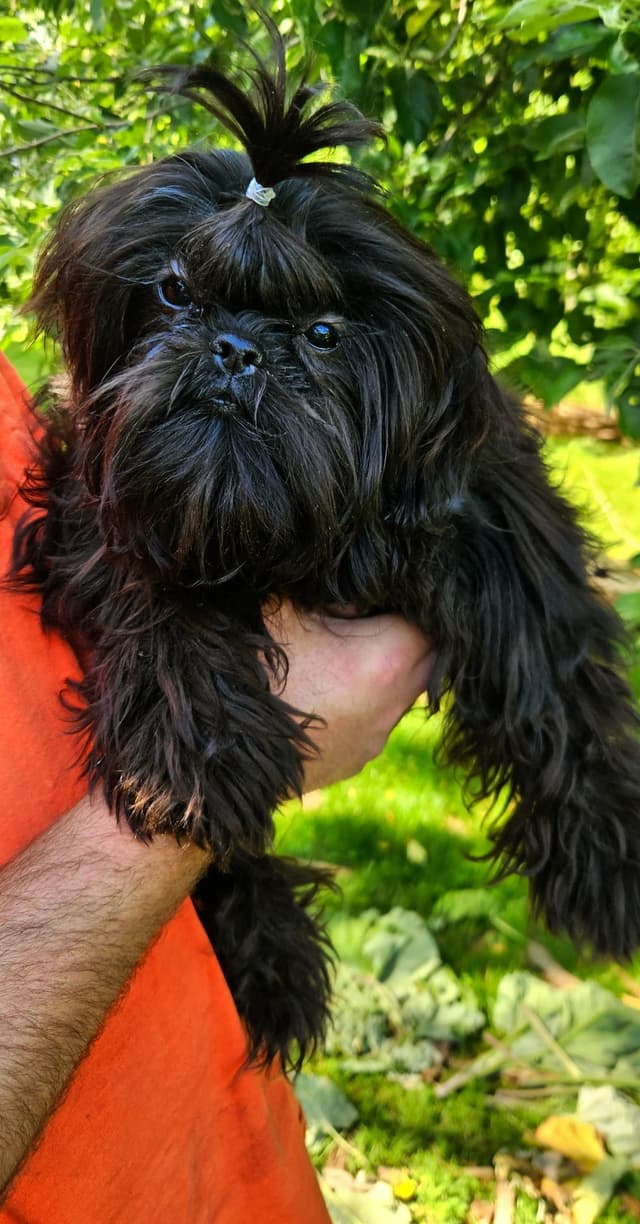Homestead Raised Shih Tzu Puppies media 2