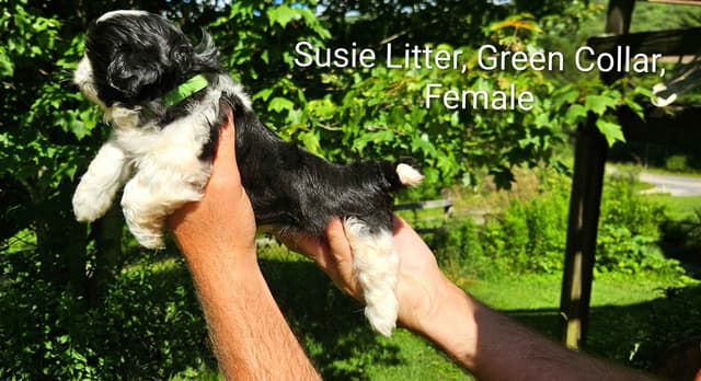 Homestead Raised Shih Tzu Puppies- Susie's Litter media 2