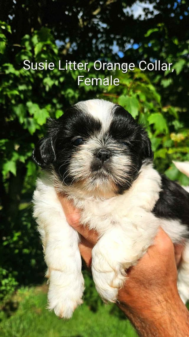 Homestead Raised Shih Tzu Puppies- Susie's Litter media 3