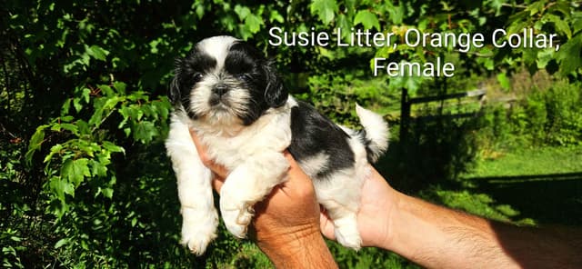Homestead Raised Shih Tzu Puppies- Susie's Litter media 4
