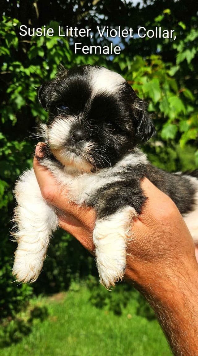 Homestead Raised Shih Tzu Puppies- Susie's Litter media 5