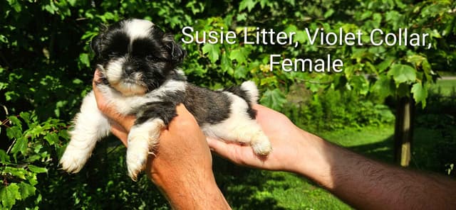 Homestead Raised Shih Tzu Puppies- Susie's Litter media 6