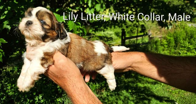 Homestead Raised Shih Tzu Puppies- Lily's Puppies media 2