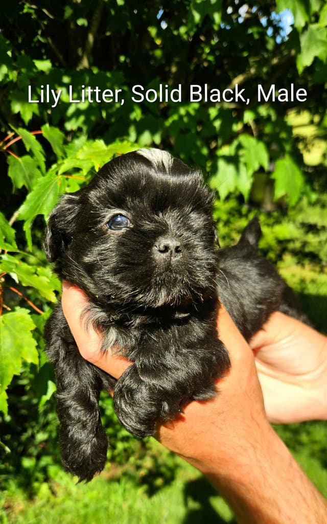 Homestead Raised Shih Tzu Puppies- Lily's Puppies media 3