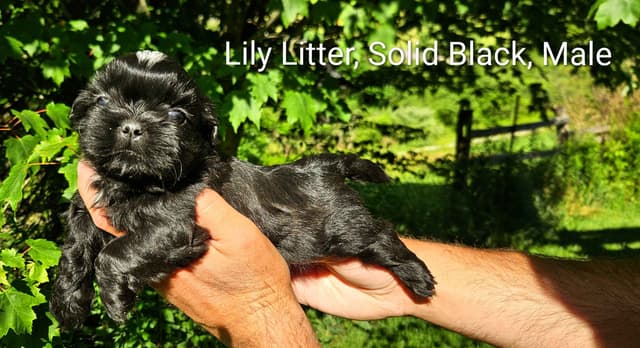 Homestead Raised Shih Tzu Puppies- Lily's Puppies media 4