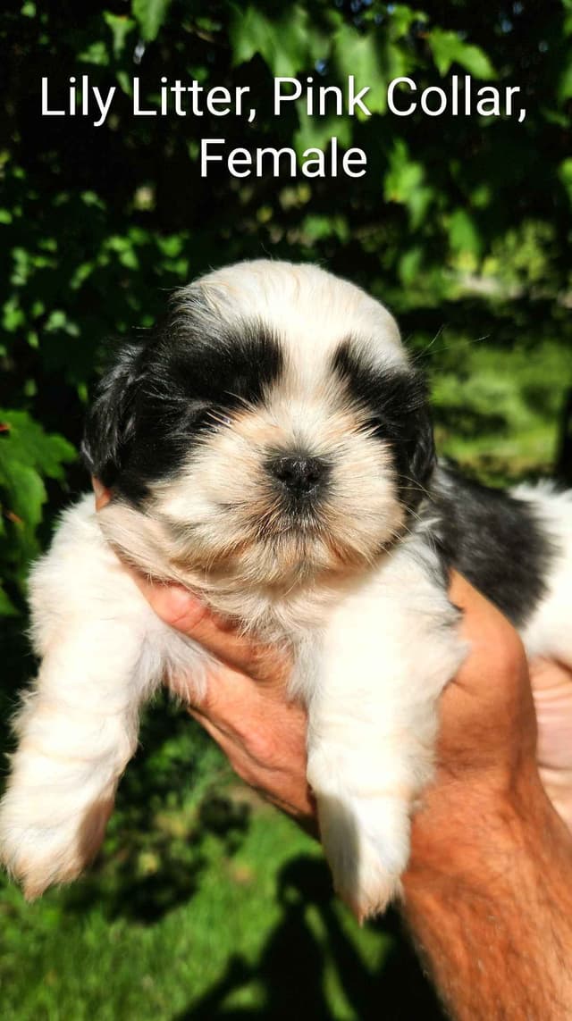 Homestead Raised Shih Tzu Puppies- Lily's Puppies media 5