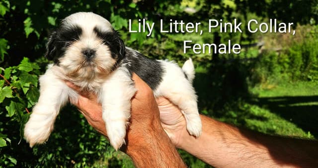 Homestead Raised Shih Tzu Puppies- Lily's Puppies media 6