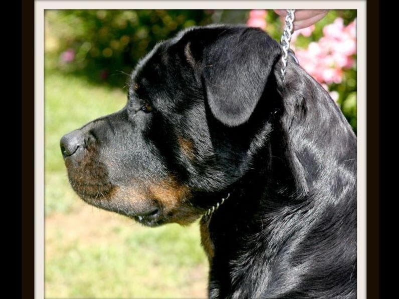 Rottweiler Puppies breeder image 1