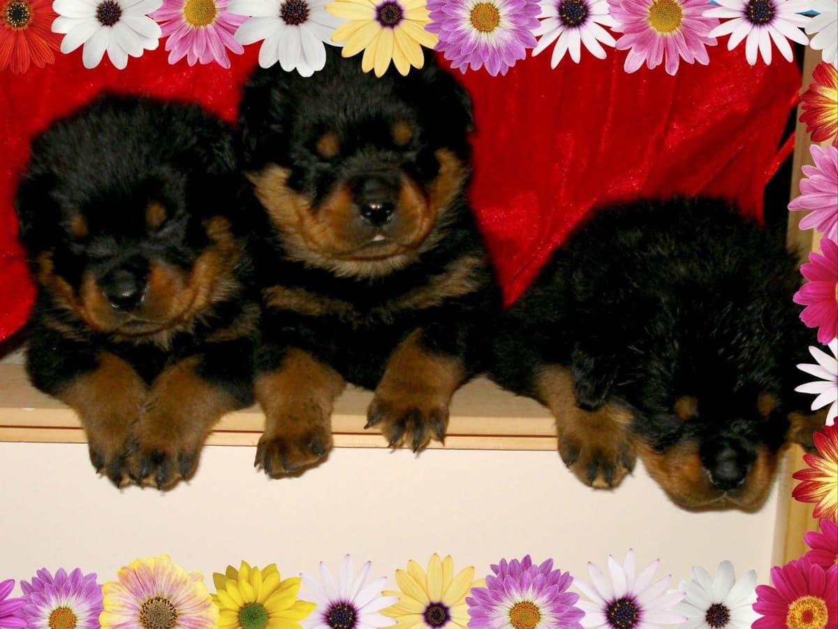 Rottweiler Puppies breeder image 2
