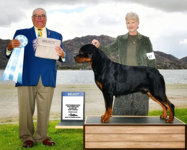 Rottweiler Puppies media 2