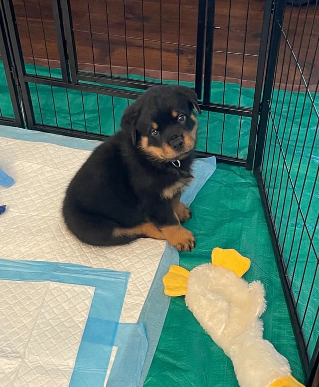 Rottweiler Puppies media 3
