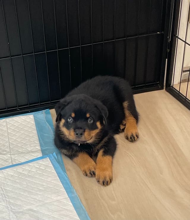 Rottweiler Puppies media 4