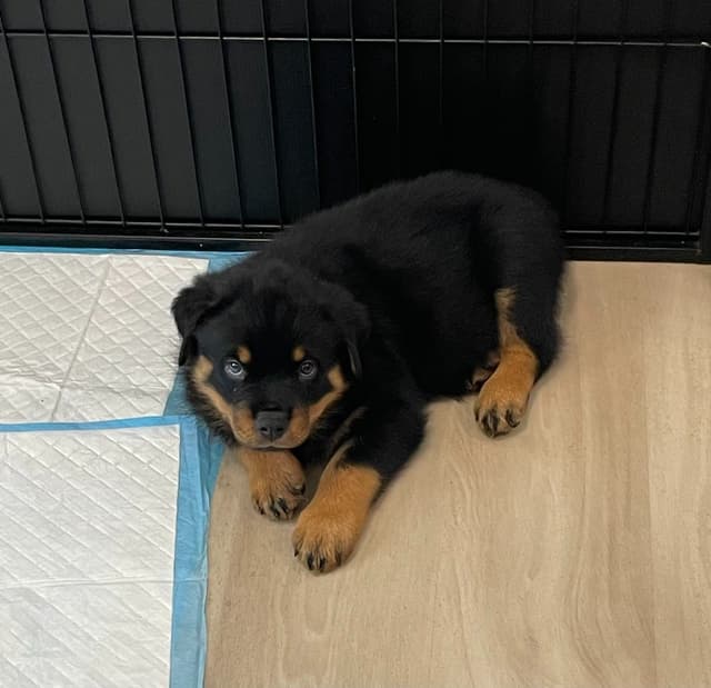 Rottweiler Puppies media 5