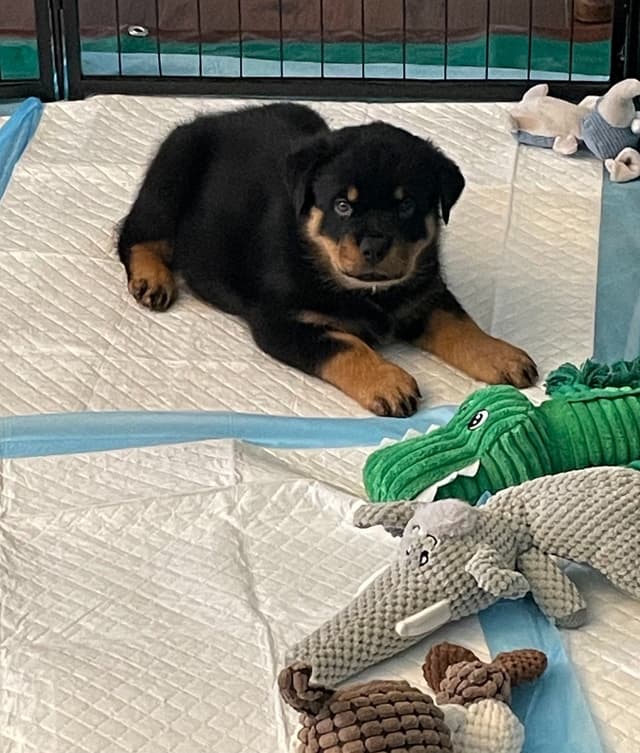 Rottweiler Puppies media 6