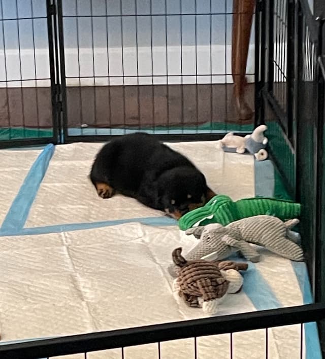 Rottweiler Puppies media 7