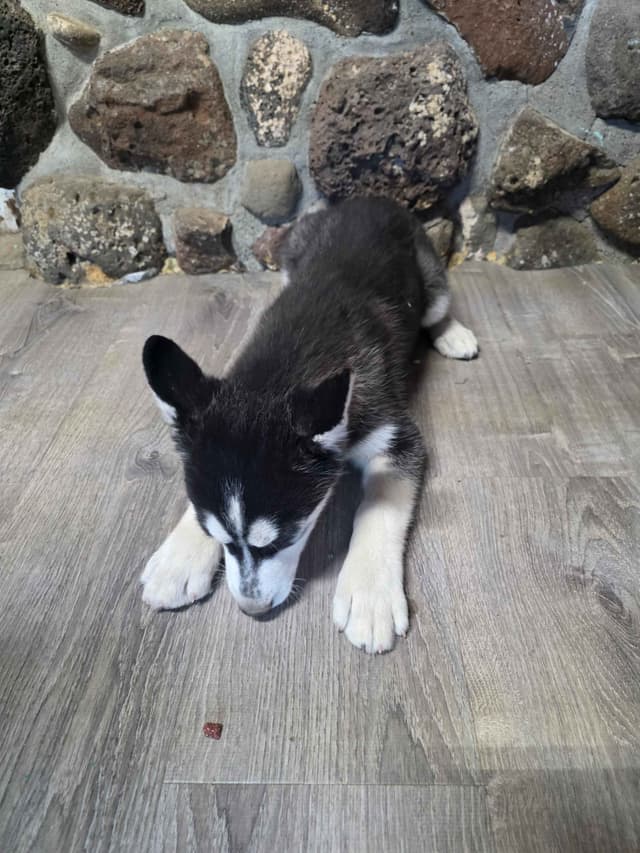 Siberian Husky Puppies media 9