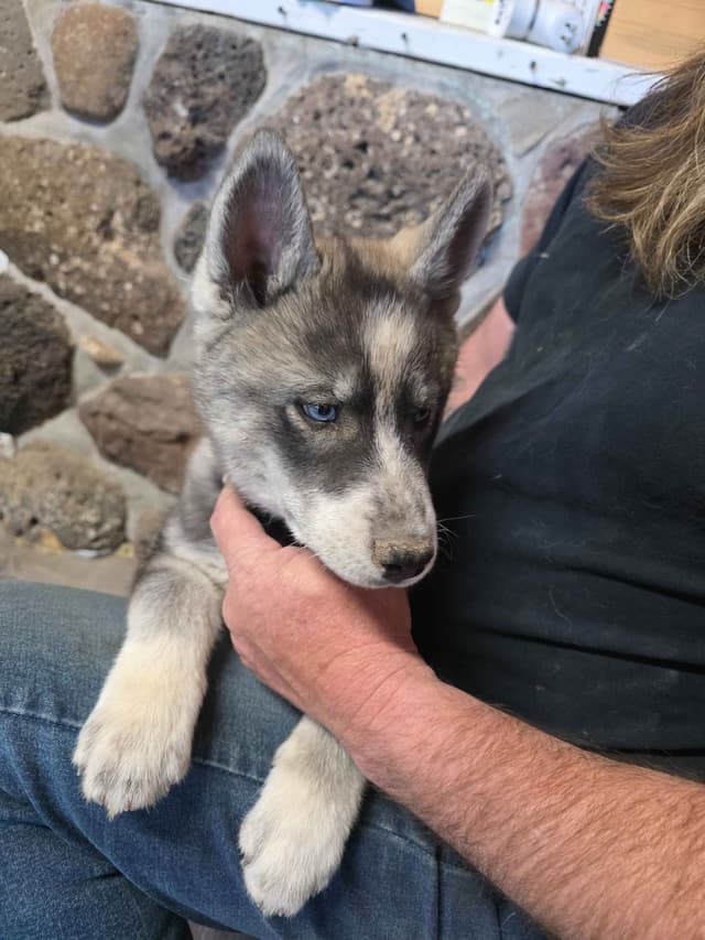Siberian Husky Puppies media 7