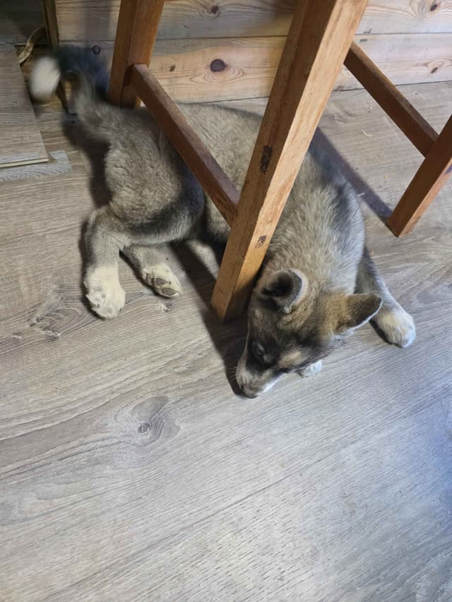 Siberian Husky Puppies media 8