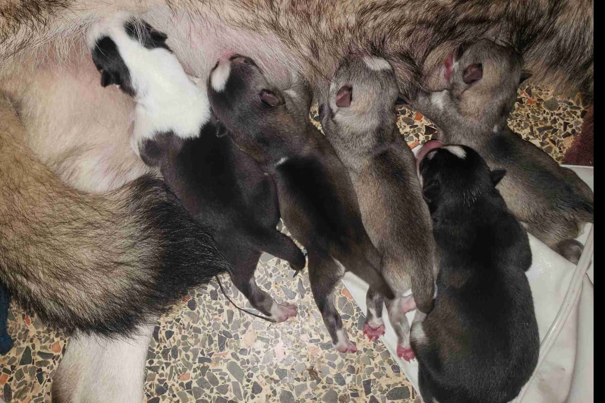 Siberian Husky Puppies breeder image 2