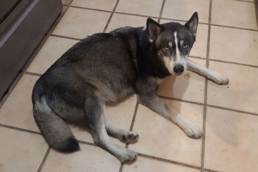 Siberian Husky Puppies breeder image 4