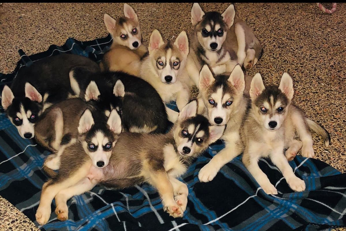Siberian Husky Puppies breeder image 1